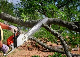 Why Choose Our Tree Removal Services in Marion, IN?