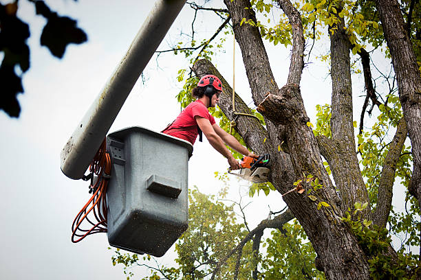 Best Emergency Tree Removal  in Marion, IN